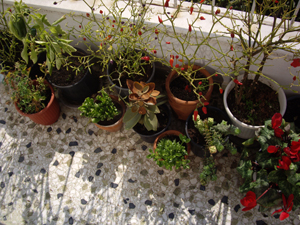 garden.jpg