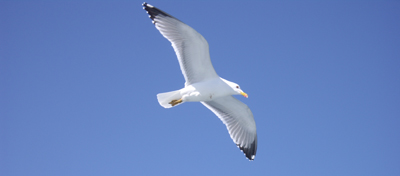 seagull.jpg