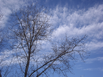 tree.jpg