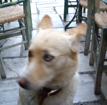 doggy0.jpg