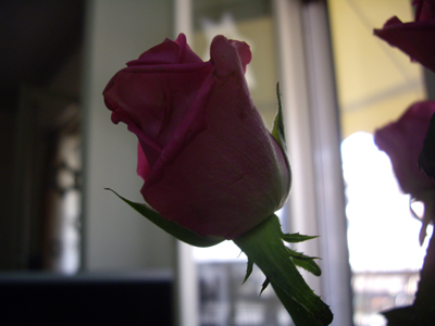 rose.jpg