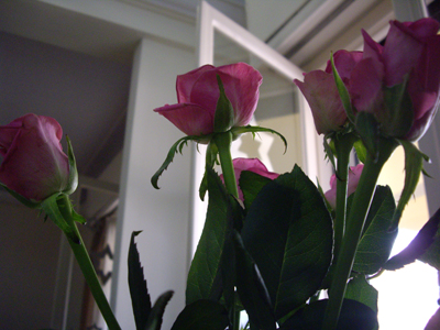 roses.jpg