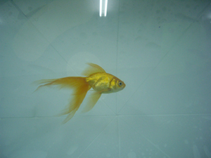 goldfish.jpg