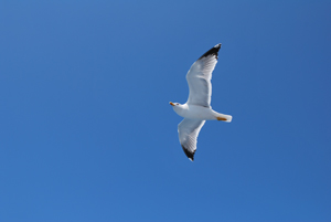bird-start.jpg