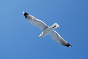 bird.jpg