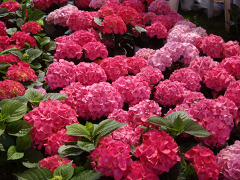 pink.jpg