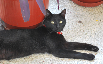 black-cat.jpg