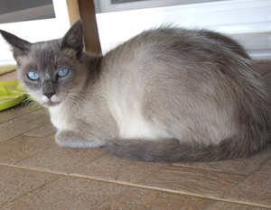 blue-eyed.jpg