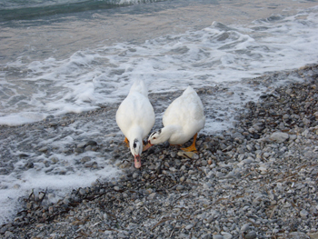 ducks.jpg