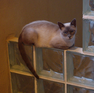 persian-cat.jpg