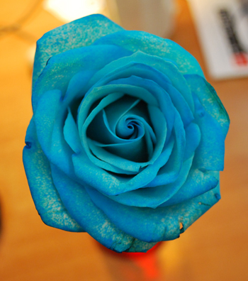 blue-rose.jpg