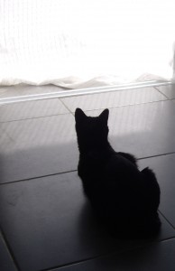 cat