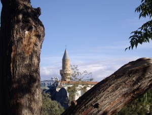 tree