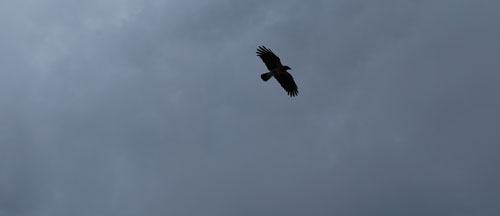 bird