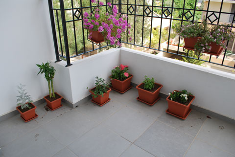 flowers