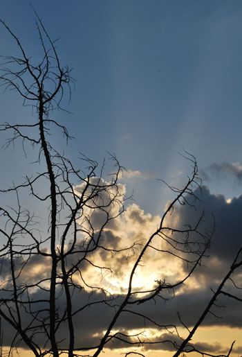 tree-sunset
