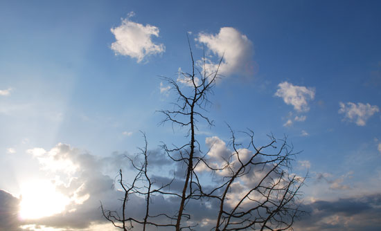 tree-sunset1